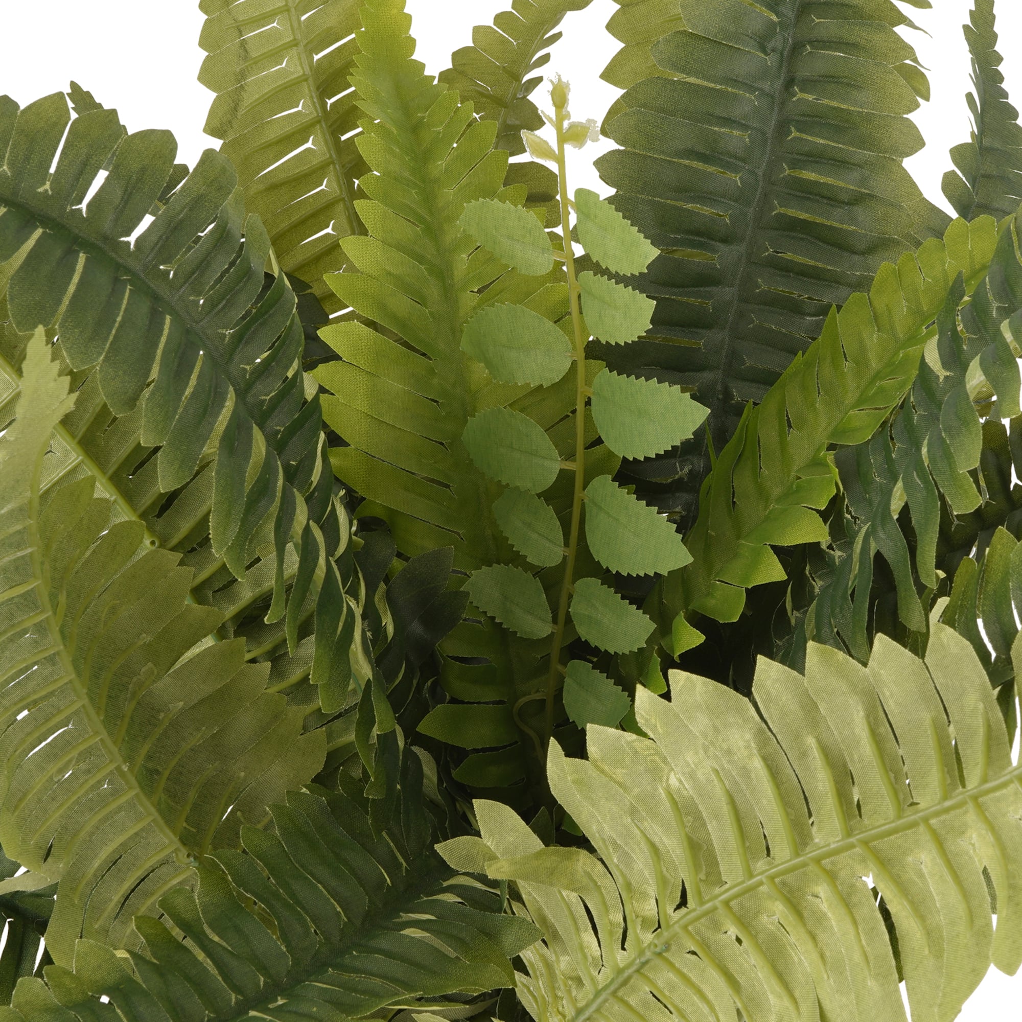 Boston Fern Bush Fern Collection by Ashland